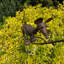 Stylish Andenwood Cat & Mouse Garden Wind Spinner - Hand-Finished Metal Lawn and Garden Décor Stake