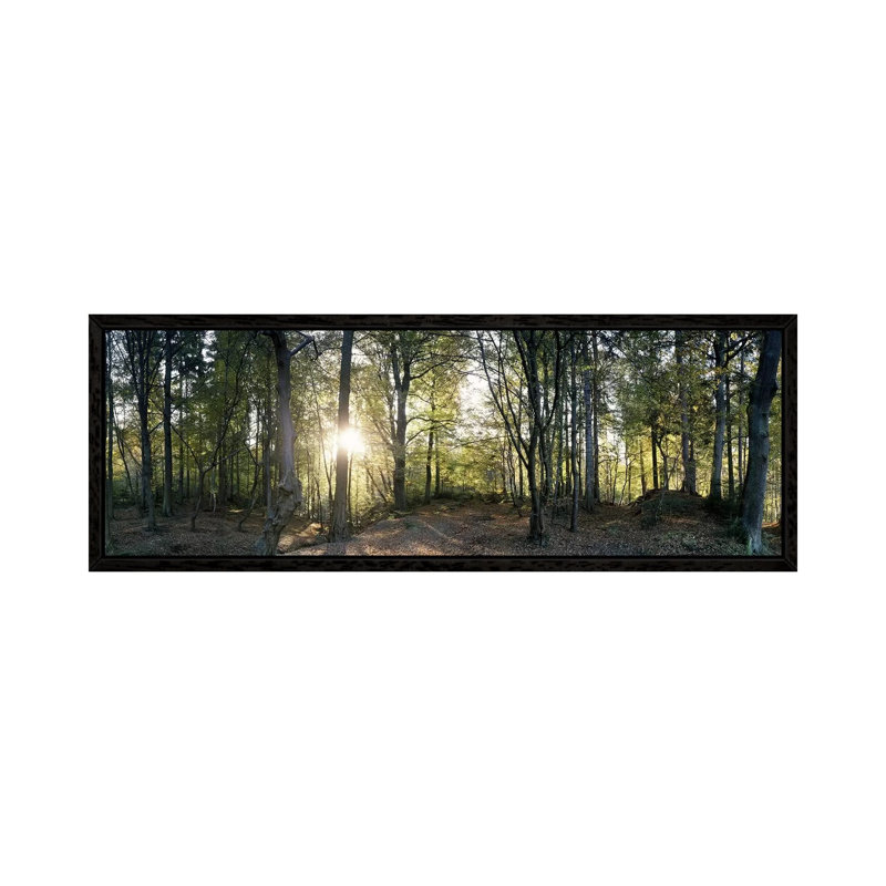Trees in a forestBlack Forest, Freiburg im Breisgau, Baden-Wurttemberg, Germany 1 Piece Panoramic Wall Art on Canvas