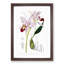 Pale Purple Cattleya Orchids - Framed Print-55578100-55578102