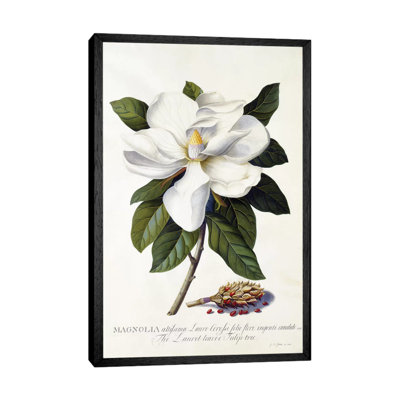 Magnolia Grandiflora, C.1743 1 Piece Painting on Canvas