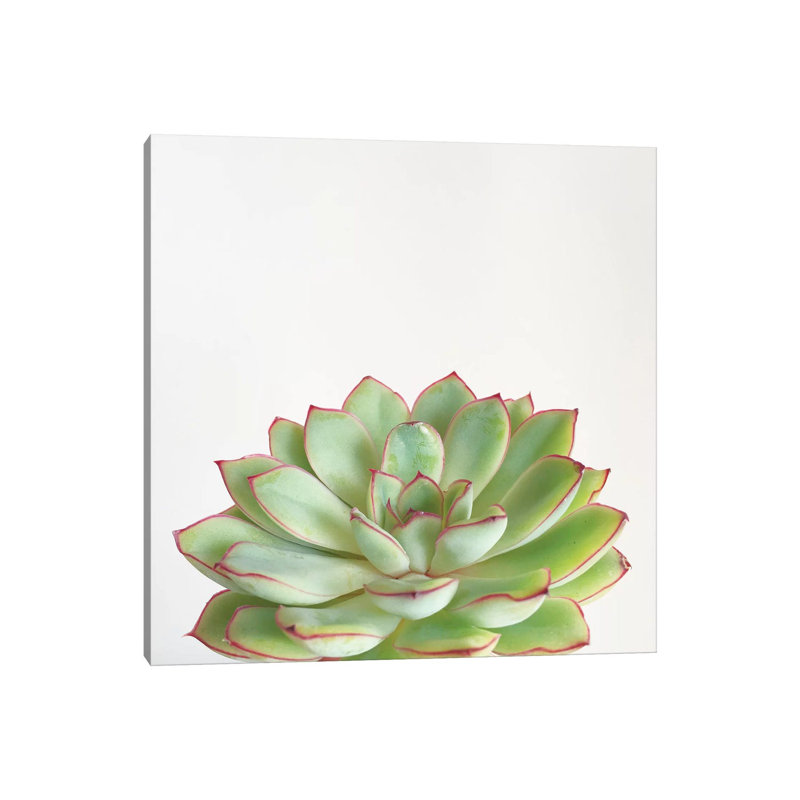 Green Succulent 1 Piece Wrapped Canvas Wall Art, 30.48 cm H x 30.48 cm W