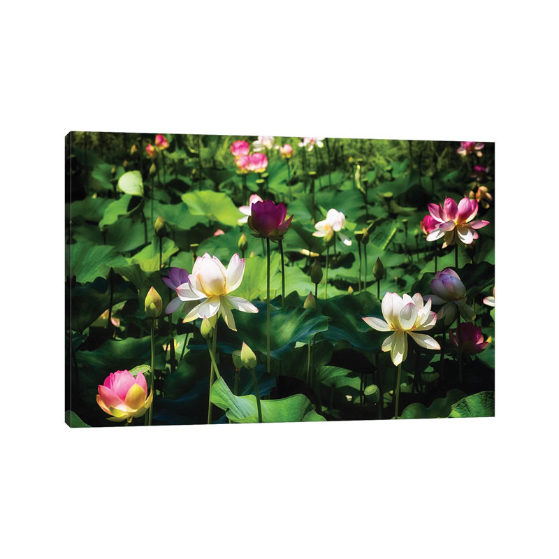 Blooming Lotus Flowers 1 Piece Wrapped Canvas Wall Art, 20.32 cm H x 30.48 cm W
