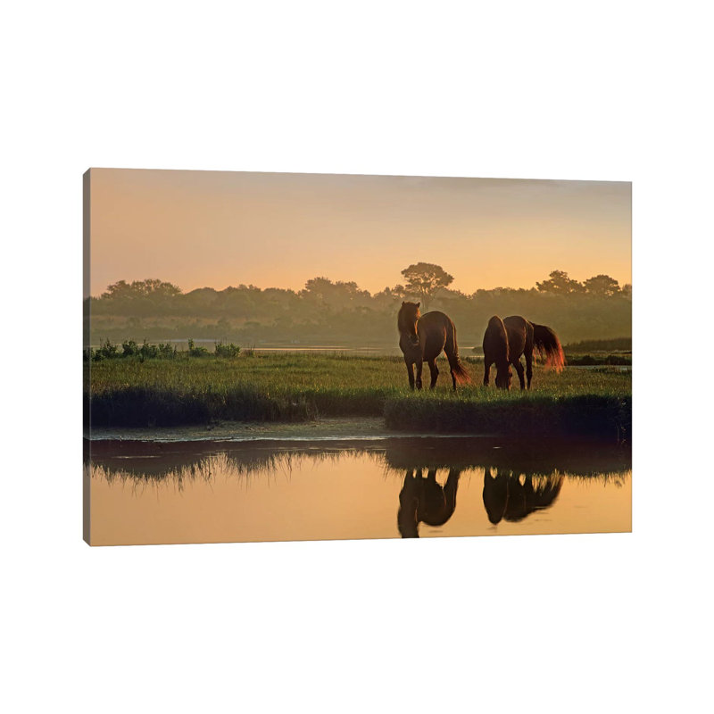 Wild Horse Pair Grazing At Assateague Island National Seashore, Maryland by Tim Fitzharris - Wrapped Canvas Print