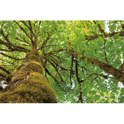 Érable à grandes feuilles I