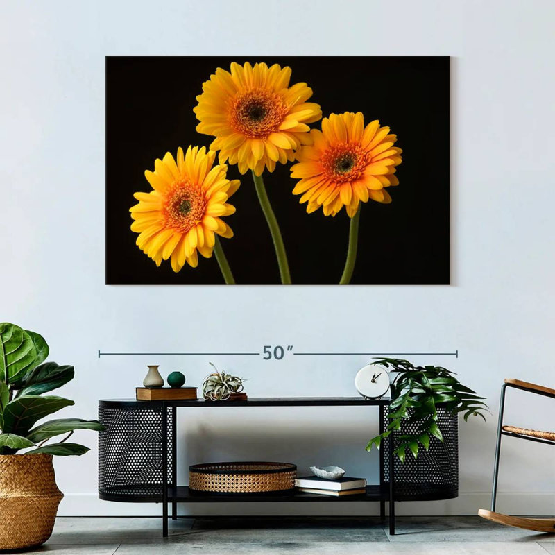 Trois marguerites Harnek sur fond sombre, H 32 po x l 48 po