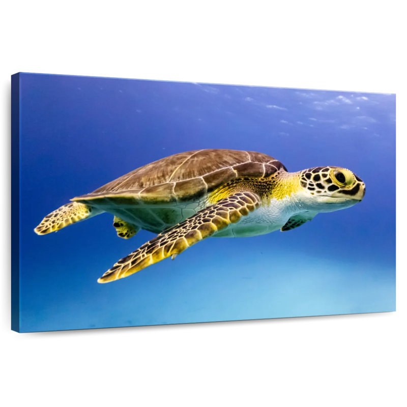 Brampt Young Hawksbill Turtle, 26" H x 39" W