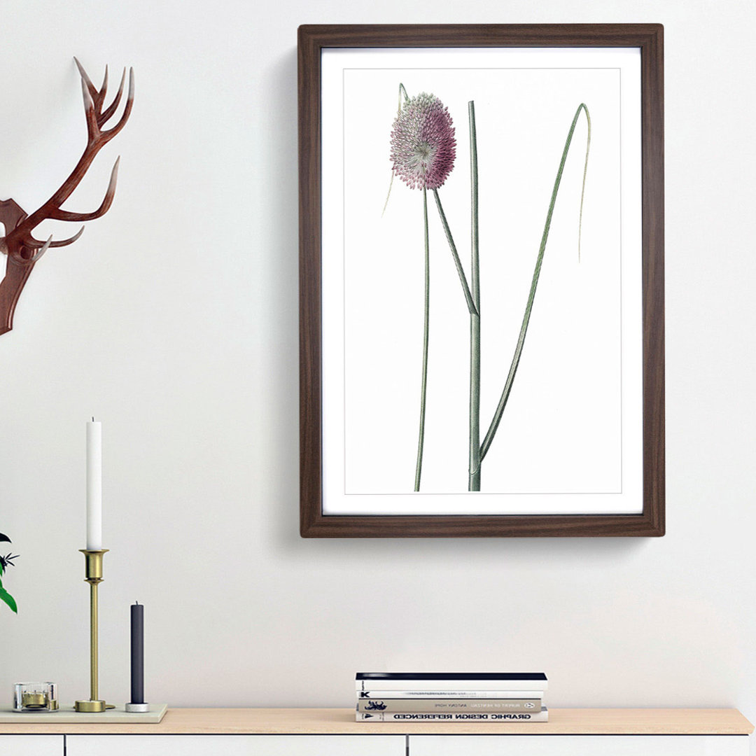 Leek Flower by Pierre-Joseph Redoute - Picture Frame Painting Print