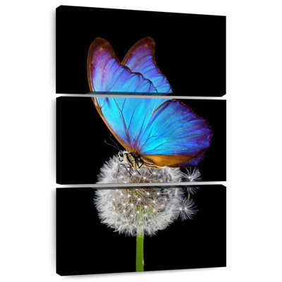 Brampt Blue Morpho On Dandelion