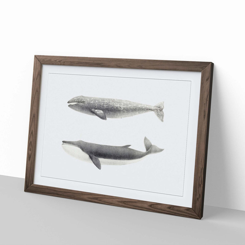Californian Grey & Finback Whale by C.M. Scammon - Picture Frame Painting Print, Walnut Framed, 27cm H x 36cm W x 2cm D