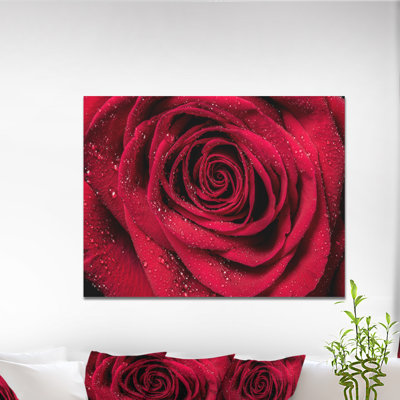 «Red Rose Petals with Rain Droplets», photographie