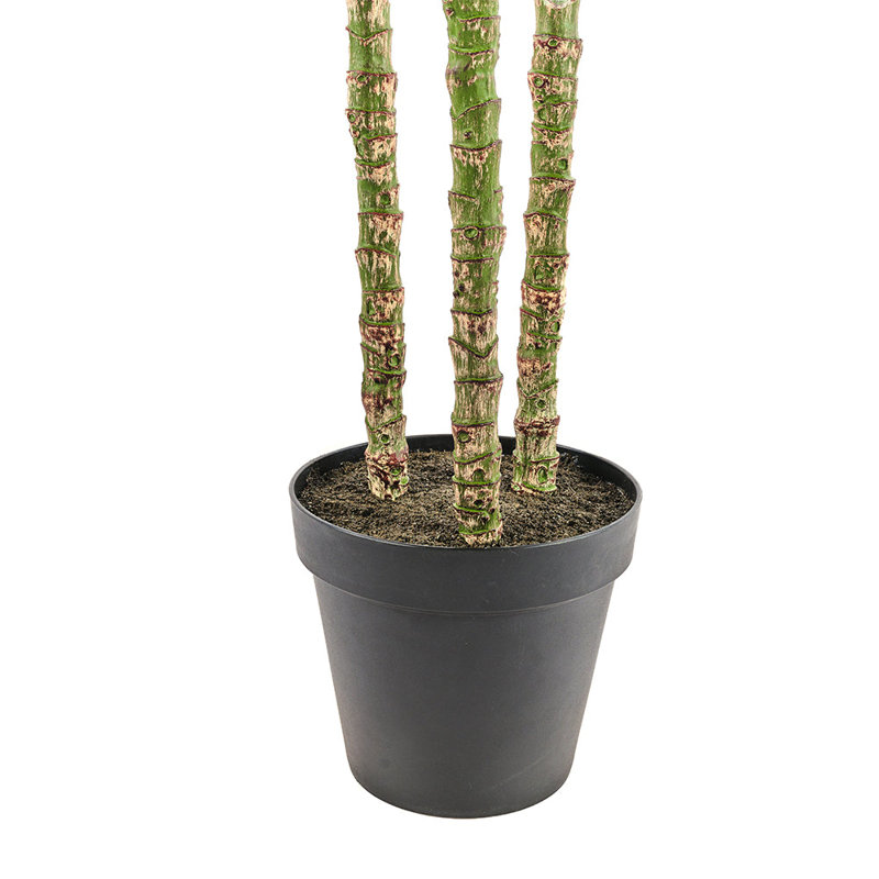 TREE PALM GROWER 7FT