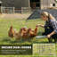 Chicken Cage