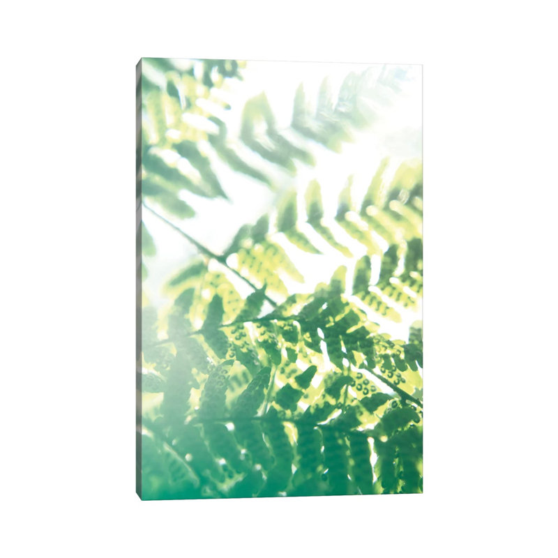 Fern Glow V by Jason Johnson - Wrapped Canvas Print, 20.32 cm H x 30.48 cm W