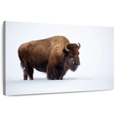 Bison Brampt