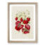 Illustration of Strawberry Plants - Framed Print-55641410-55641415