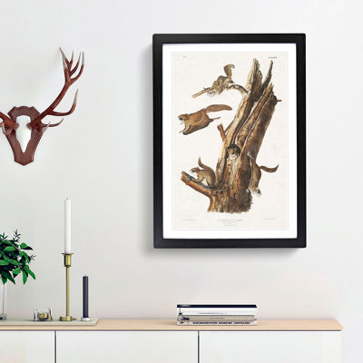 Flying Squirrels by J.W. Audubon - Framed Print