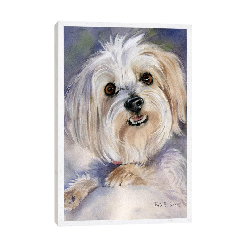 Maltese Portrait Rachel Varner by Rachel Parker - Painting on Canvas, White Framed, 66.04 cm H x 45.72 cm W