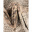  Tapis Tigres-1266465373