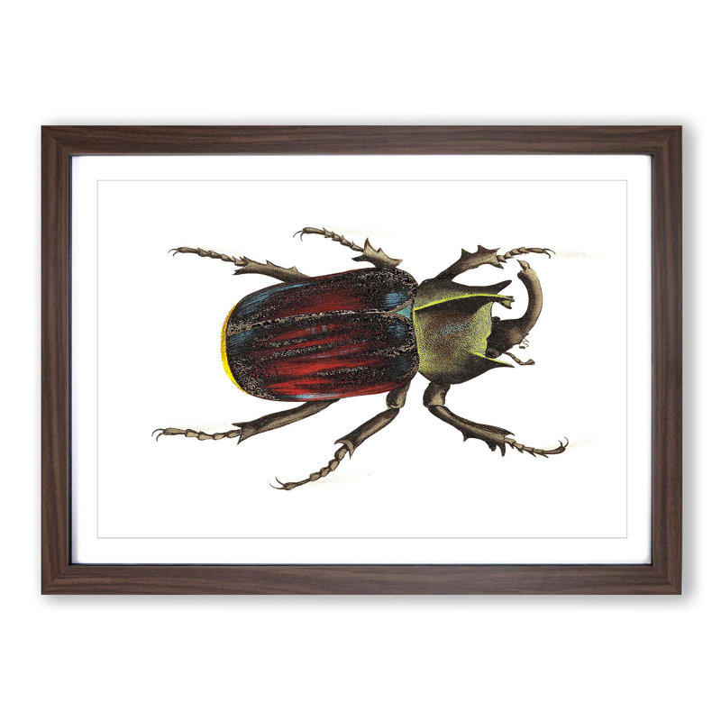 Typhon Beetle by George Shaw - Picture Frame Painting Print, Walnut Framed, 27cm H x 36cm W x 2cm D