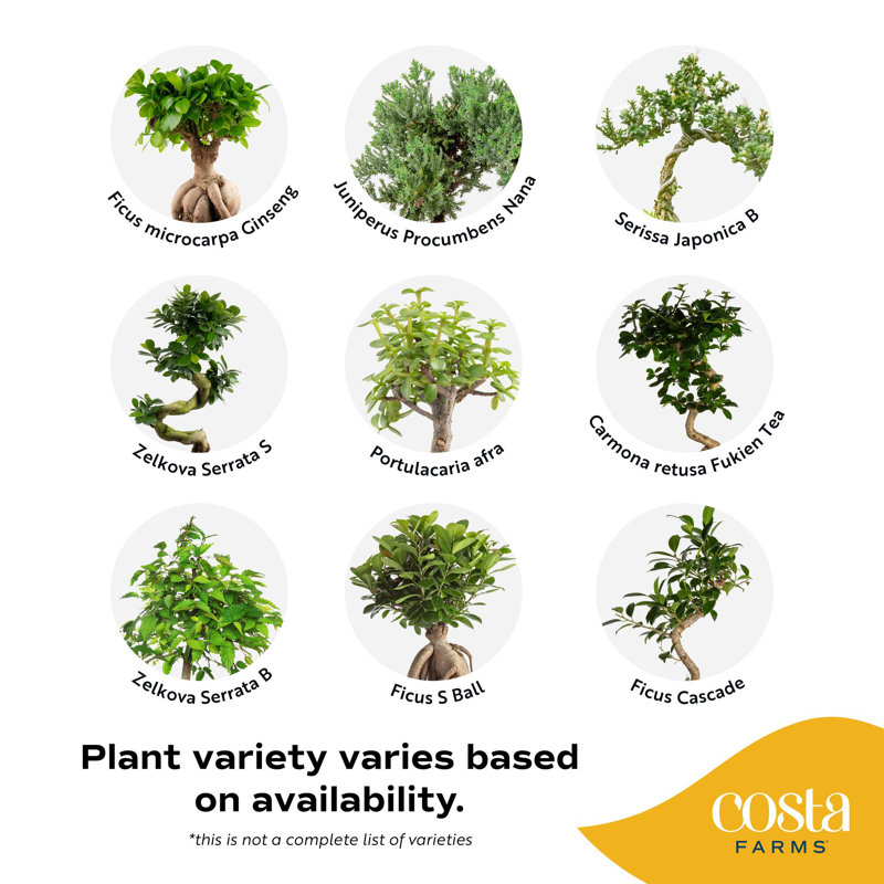 Bonsai Plant in Planter
