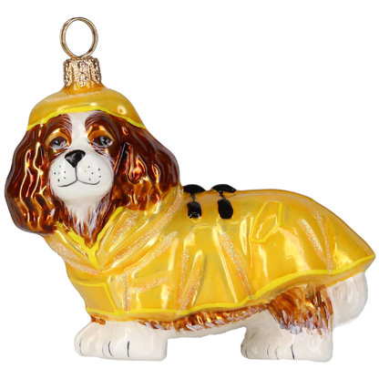 Cavalier King Blenheim  in rain coat and Hood