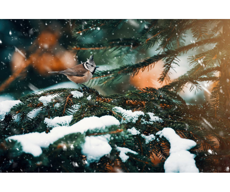 Wrapped Canvas Print, 60.96 cm H x 91.44 cm W