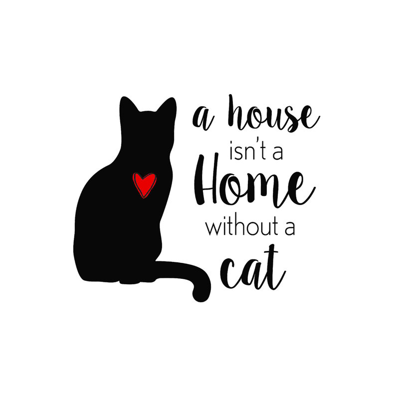 Chat domestique, H 20 po x l 20 po