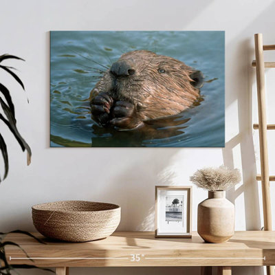 Beaver In The Water