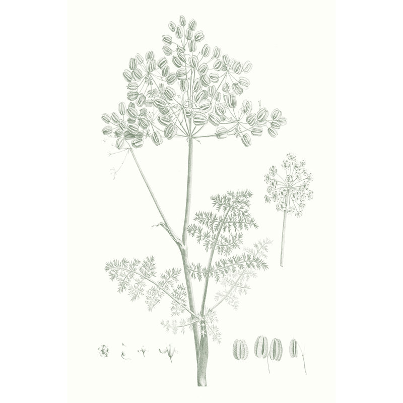 Botanical Study In Sage VI by Vision Studio - Wrapped Canvas Painting, 76cm H x 51cm W