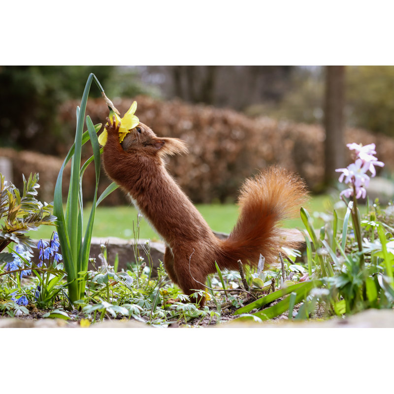 The Sniffer - Wrapped Canvas Print, 30cm H x 46cm W