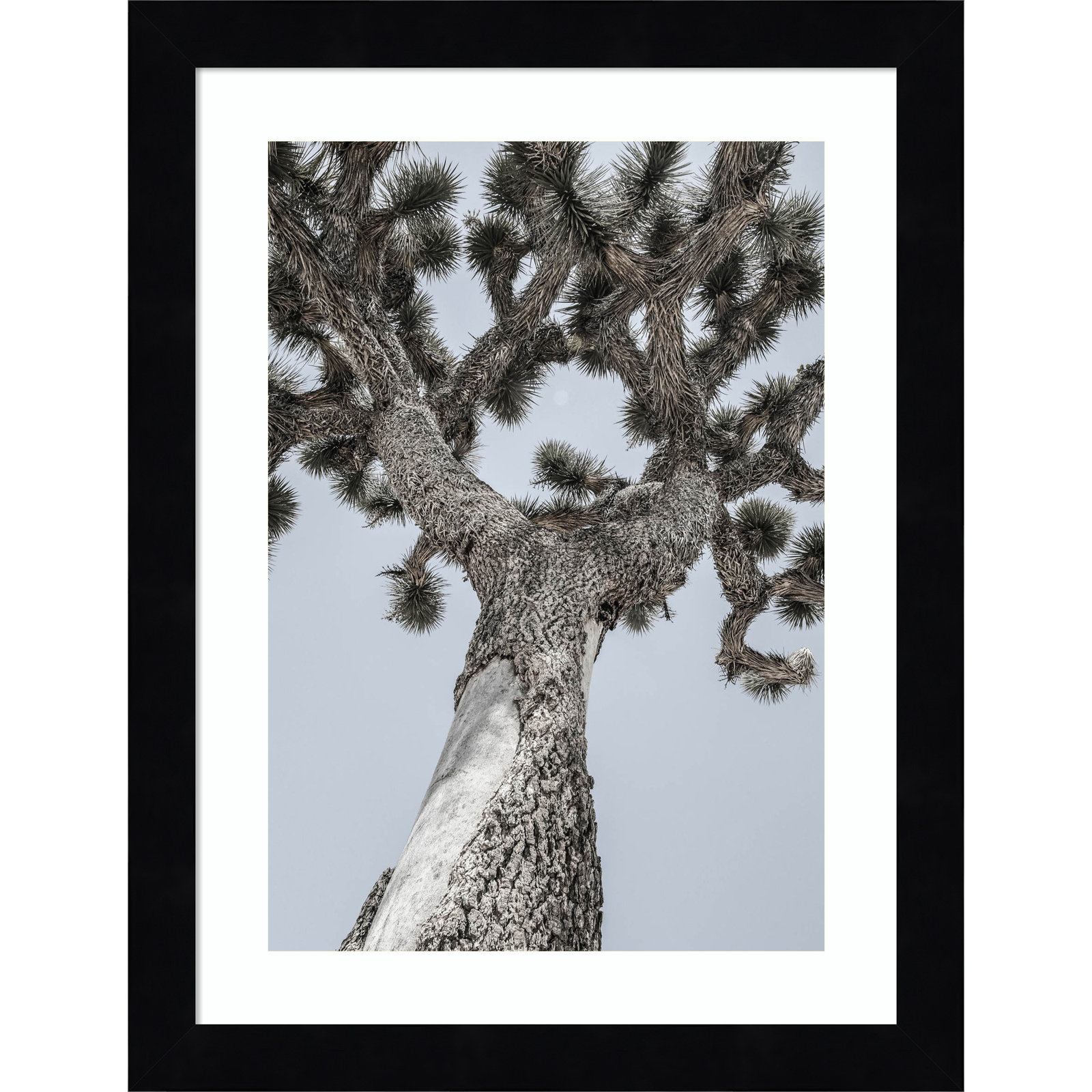 Daisey "Joshua" Print by Shot by Clint, Black , 13" H x 10" W
