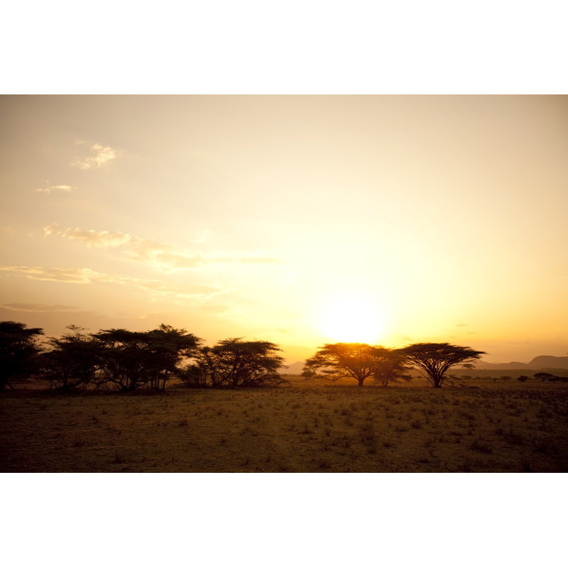 Acacia Trees In Kenya by Sarah-Jean - Wrapped Canvas Print, 51cm H x 76cm W