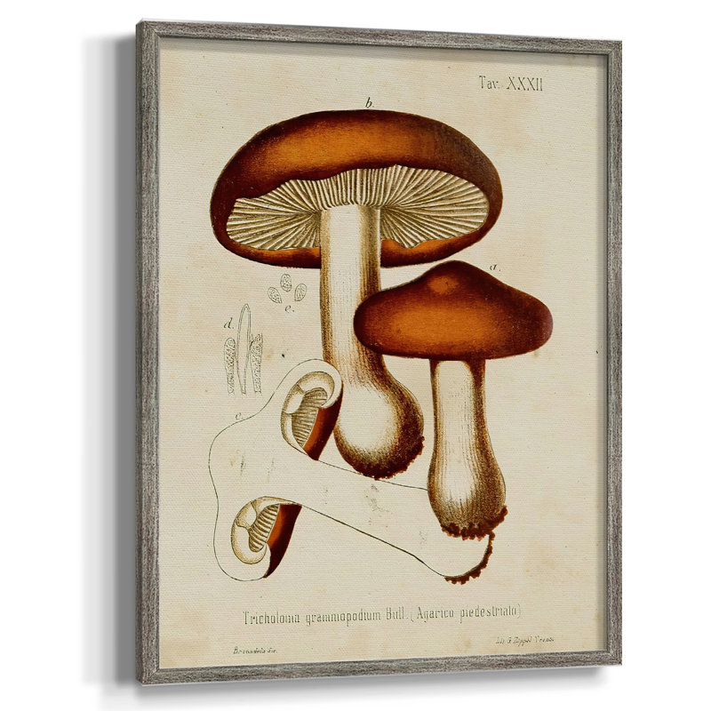 Champignon Variétés VI, reproduction encadrée - bois massif, H 11 po x l 9 po