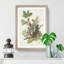 American Robins by John Audubon - Single Picture Frame Painting-55544961-55544964