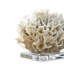 Ribbon Coral-17748650