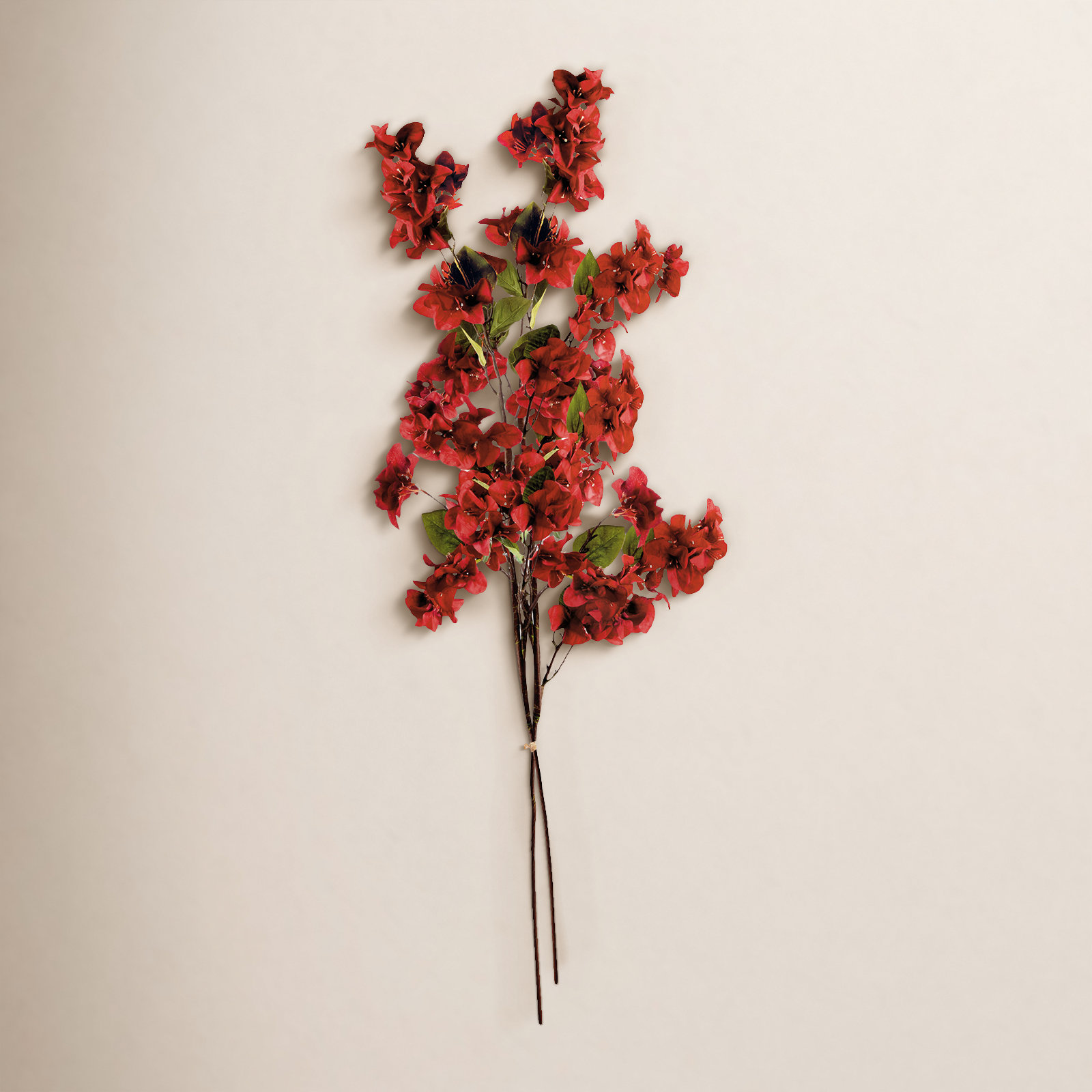 Bougainvillea Stems
