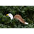 Davy Weather Resistant Plastic Animals Garden Art