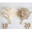 Plante grimpante 17 po Atalaya-1329839829-1329839828