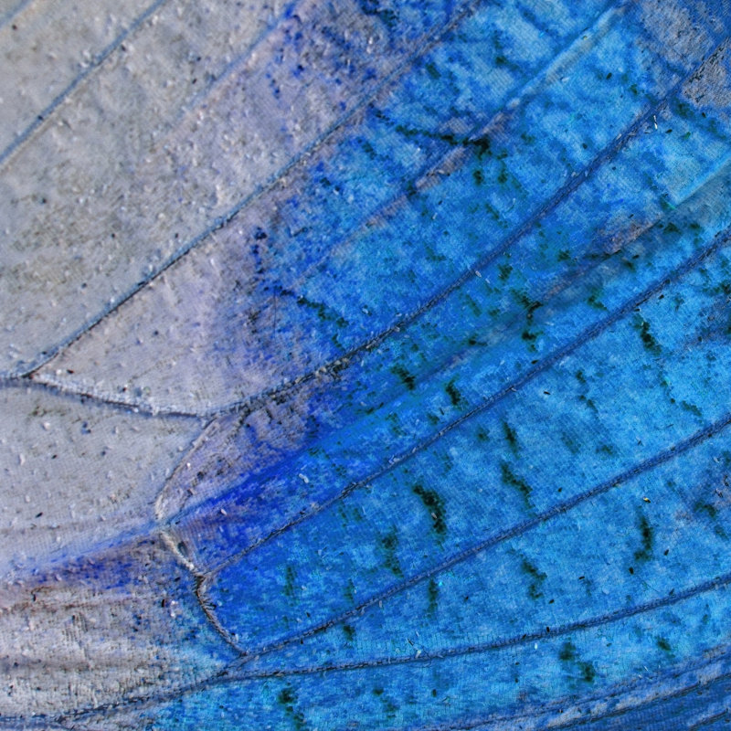 Hersey Butterfly by PanuRuangjan - Wrapped Canvas Print, 30cm H x 30cm W x 3.8cm D