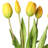 Tulip Arrangement-573341043