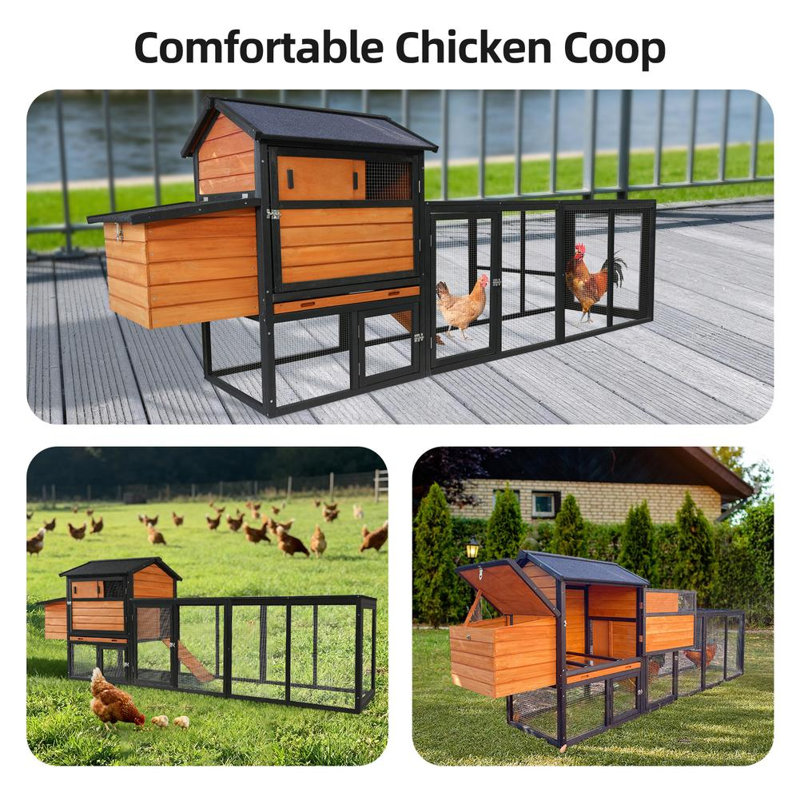 Modern Backyard Poultry Haven