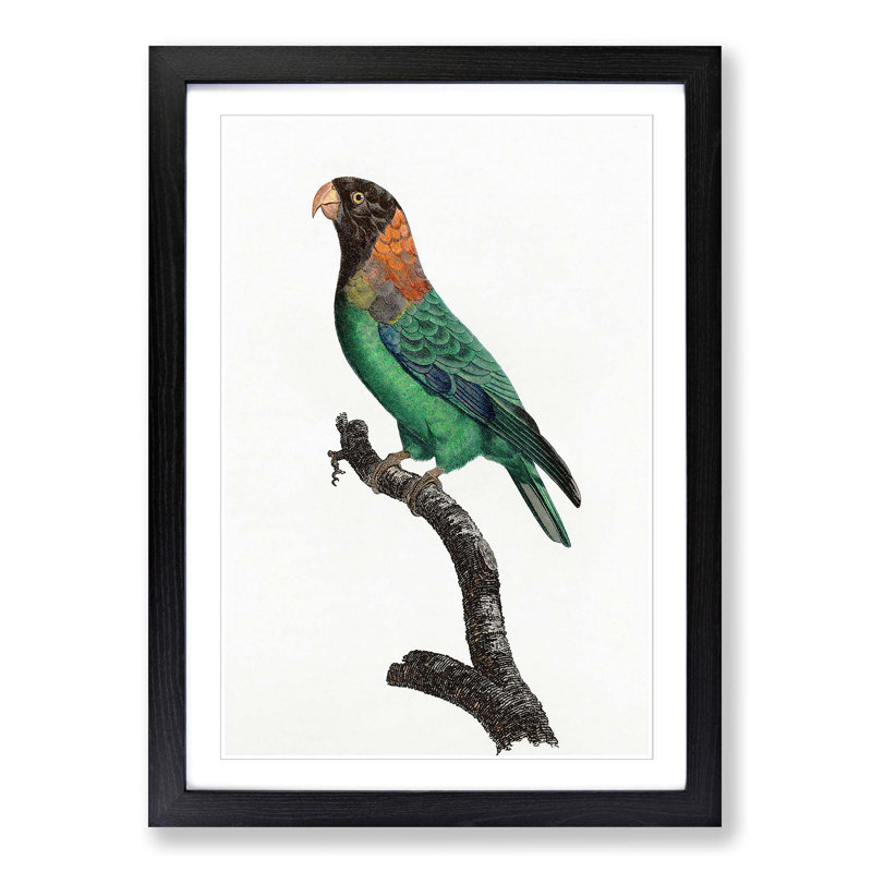 Caica Parrot by F. Levaillant - Picture Frame Painting Print, 36cm H x 27cm W x 2cm D, Black Framed