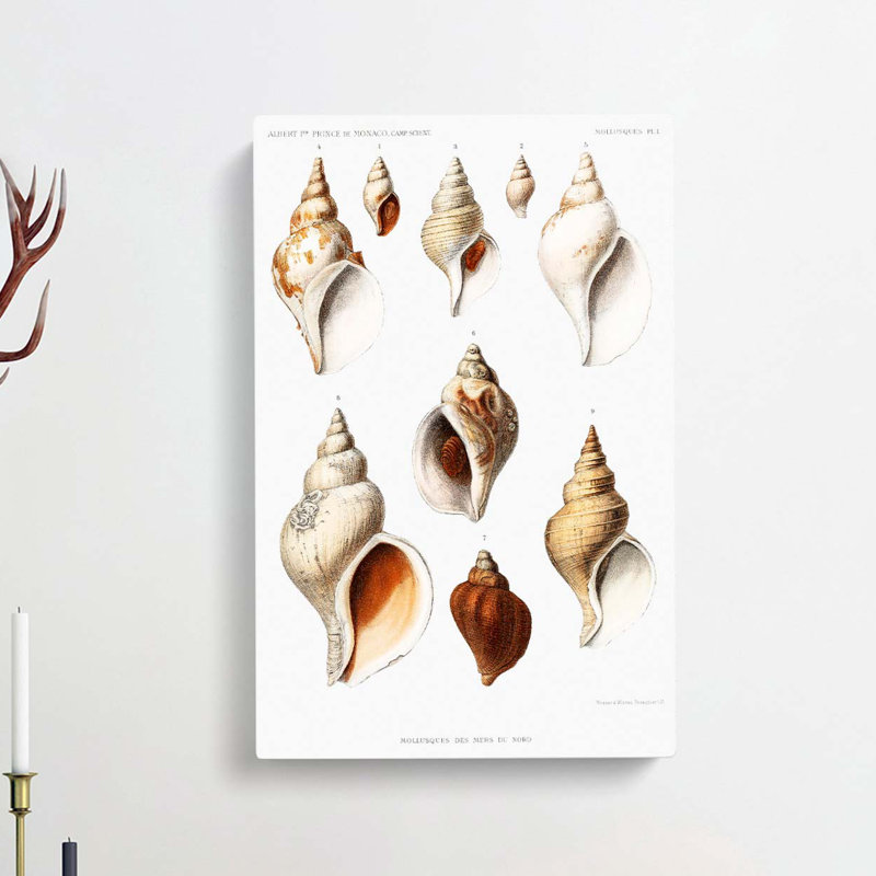 Conch Shells by Albert I - Wrapped Canvas Painting Print, 50cm H x 35cm W x 3cm D
