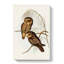 Spotted Owls by Elizabeth Gould - Wrapped Canvas-55318375