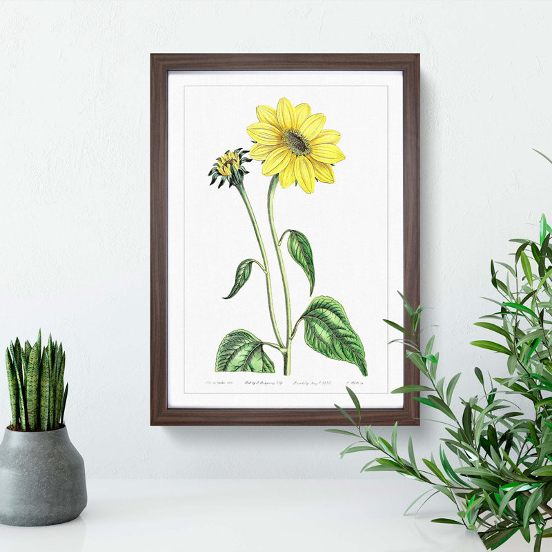 Trumpet Stalked Sunflowers - Framed Print, 48cm H x 36cm W x 2cm D, Walnut Framed
