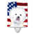 Bichon frisé blanc