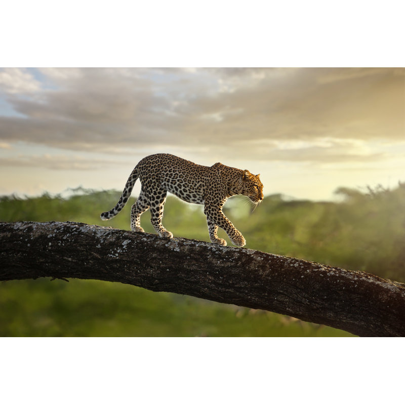 Leopard In Masai Mara - Wrapped Canvas Print, 61cm H x 91cm W x 3.8cm D