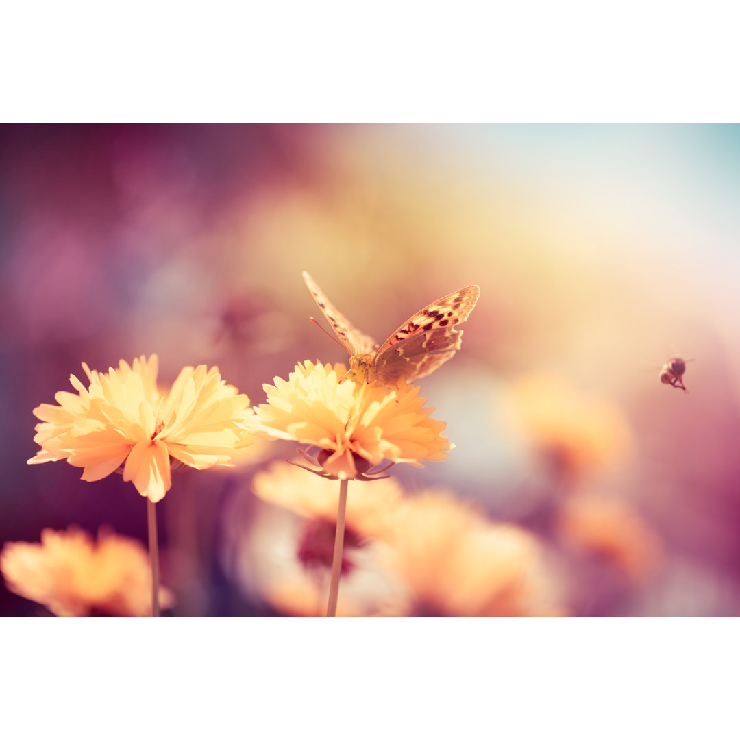 Schmetterling auf Gänseblümchen Blume von Jasmina - Kunstdrucke auf Leinwand