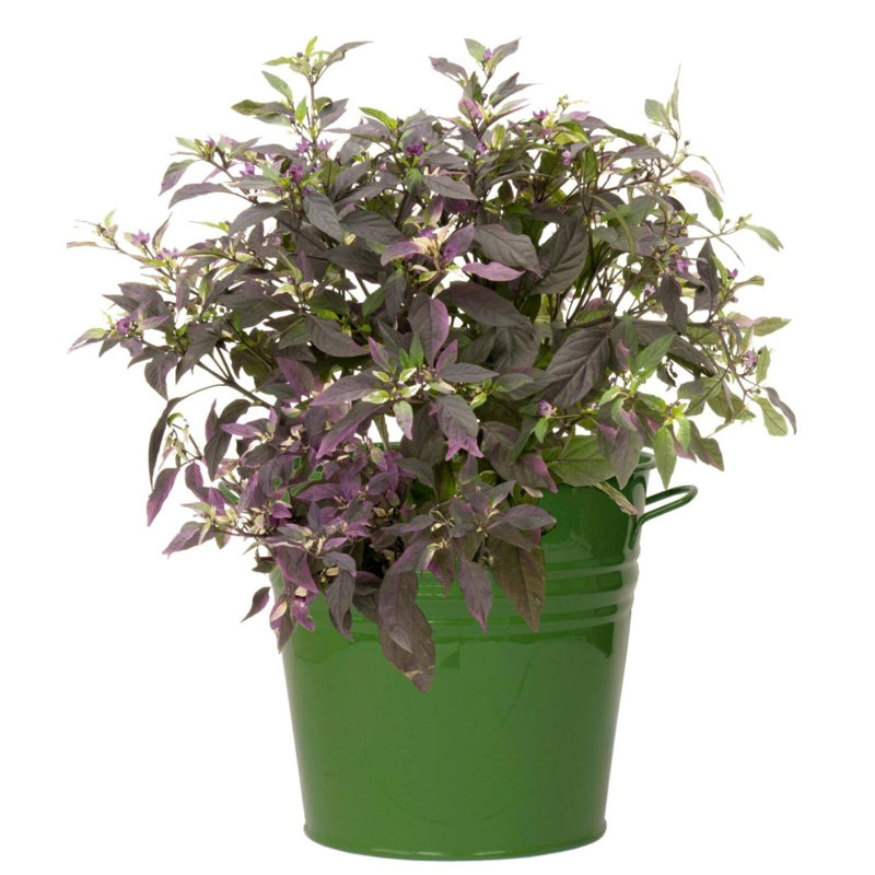 Venne Metal Pot Planter, Sage Green