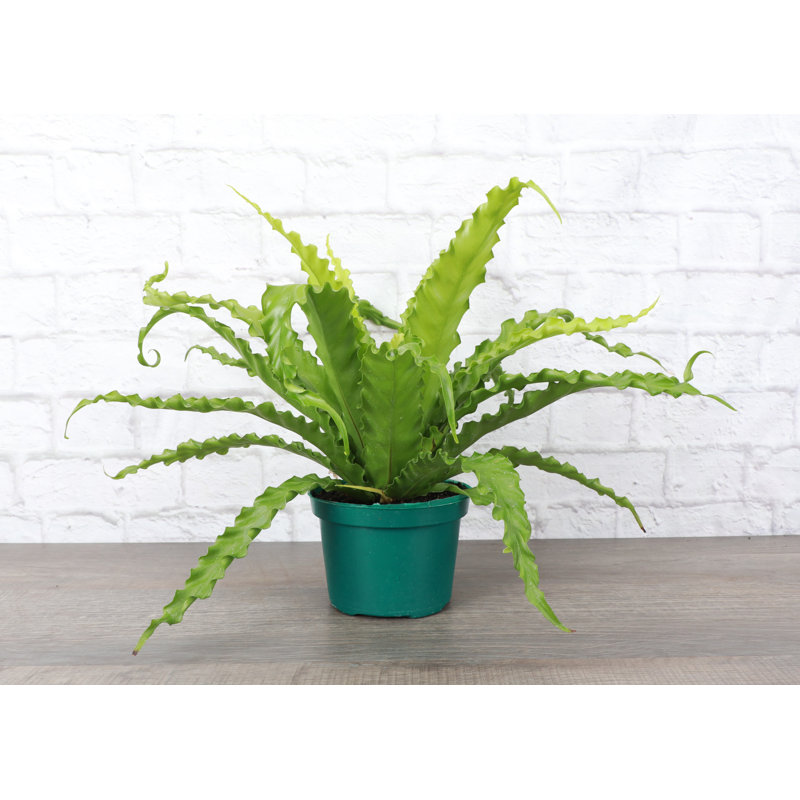 Live Victoria Bird's Nest Fern Plant, 6" Diameter